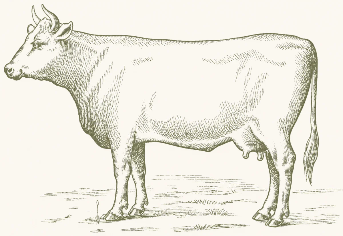 Illustrated bull representing halal cattle harvesting services